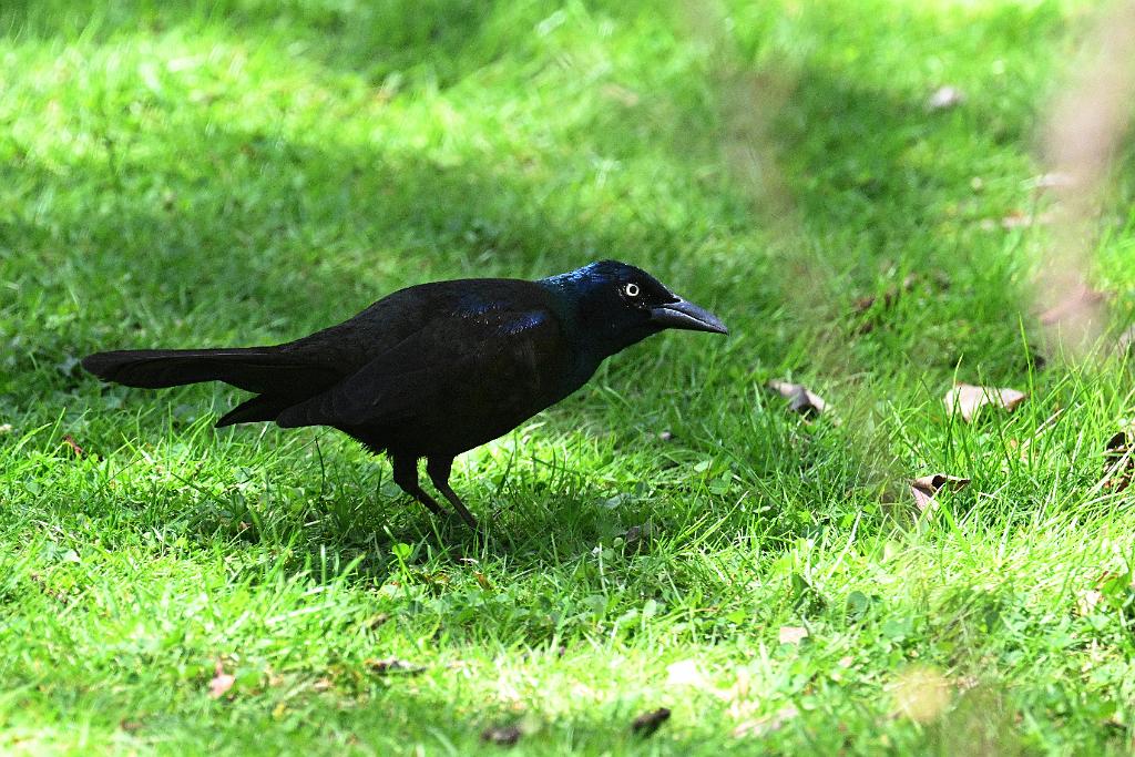 2025-04286725 Mount Auburn Cemetery, MA.JPG - Common Grackle. Mount Auburn Cemetery, MA, 4-28-2025